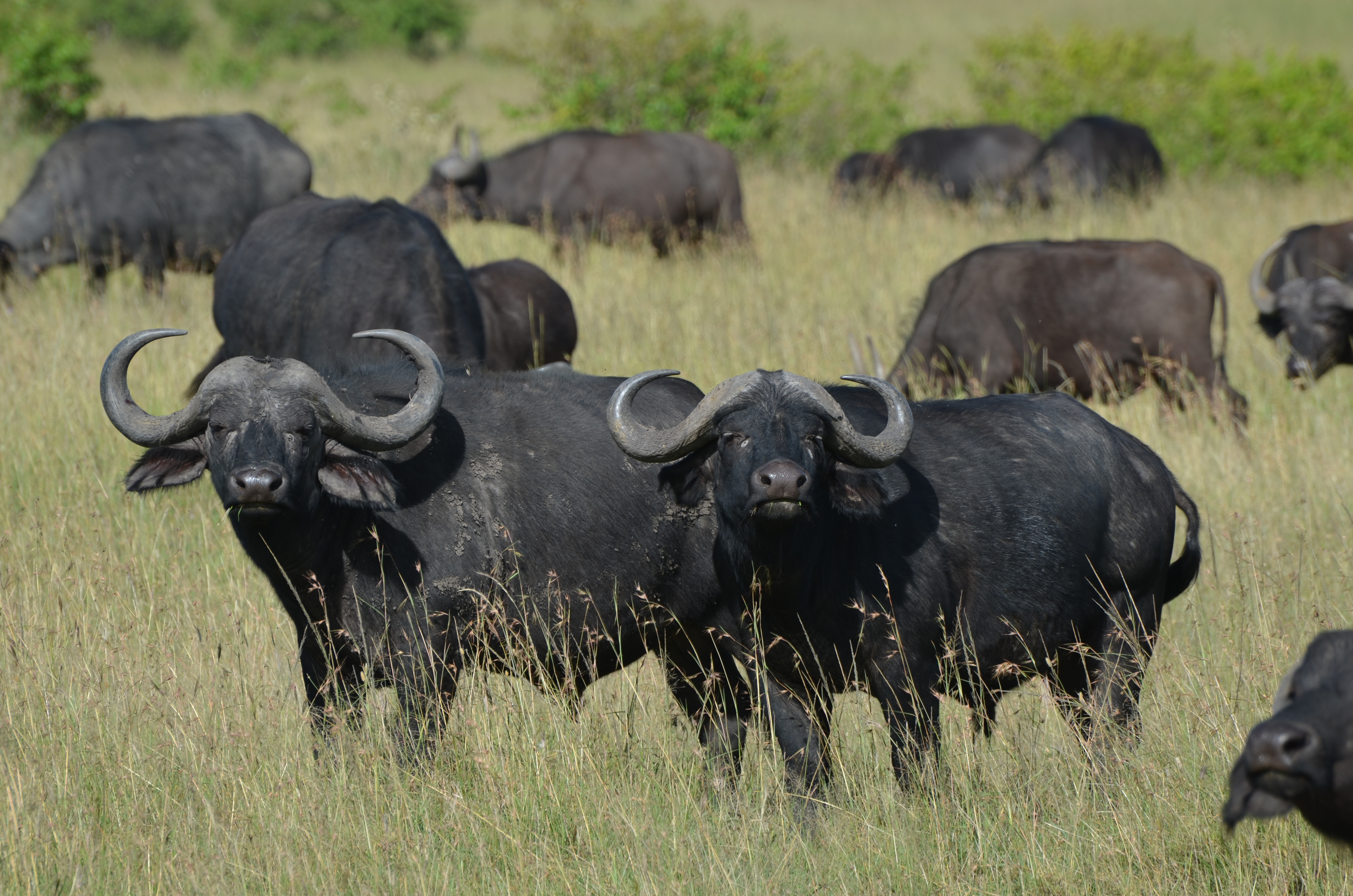 Botswana Okavango Delta Und Zentrale Kalahari L Lodgereise Kleingruppe Afrika Reisen Safari Afrika Sudafrika Namibia Mit Afrikascout